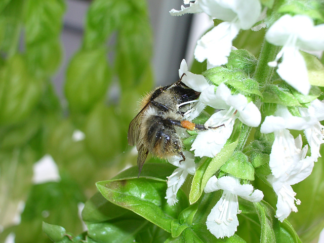 Bumble Bee loves Basil #4