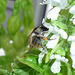 Bumble Bee loves Basil #4