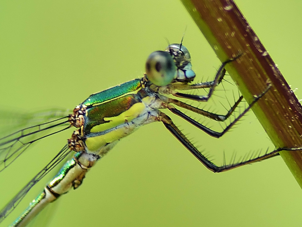 Western Willow Spreadwing thorax m (Lestes viridis) DSB 1307