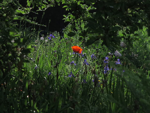 Iris und Mohn