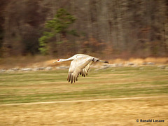 Sandhill crane - Antigone canadensis