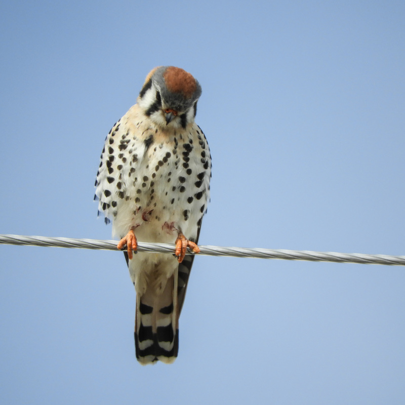 American Kestrel