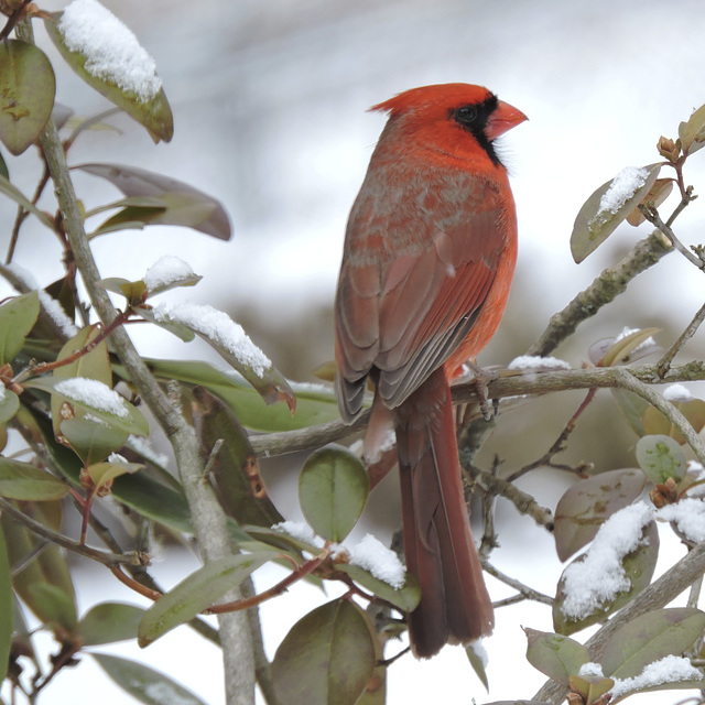 Northern Cardinal