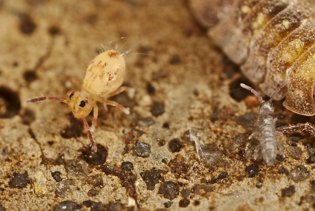 Springtail0229_01