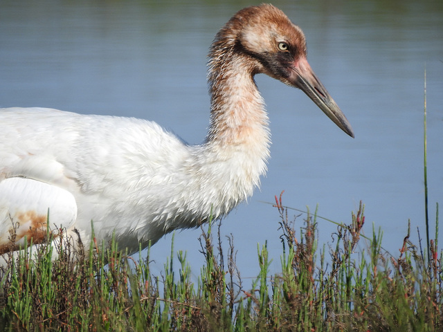 Day 3, Whooping Crane colt, Aransas, Texas