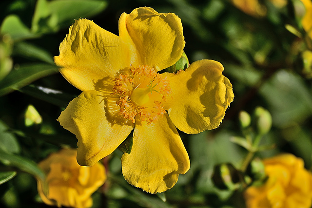 St. John's Wort Greeting the Morning Sun