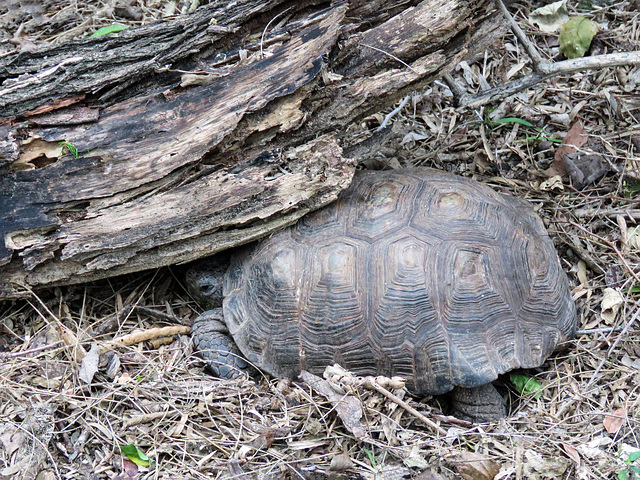Day 6, Texas Tortoise / Gopherus berlandieri