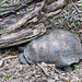 Day 6, Texas Tortoise / Gopherus berlandieri