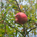 Guatemala, The Fruit of Pomegranate