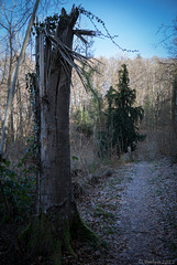der Weg zur Ruine Neuburg (© Buelipix)