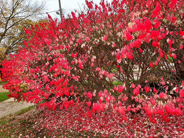 Burning Bush, the last Autumn color.