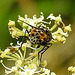 20230810 3780CPw [D~MS] Gefleckte Hausfliege (Graphomya maculata), Rieselfelder Münster