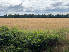 Feld #2