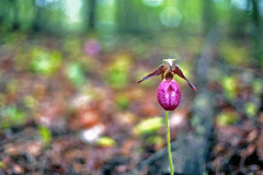 Lady's Slipper #2