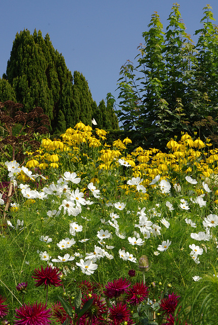 Dahlia, white Cosmos, Rudbeckia