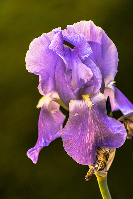 iris bulbosa