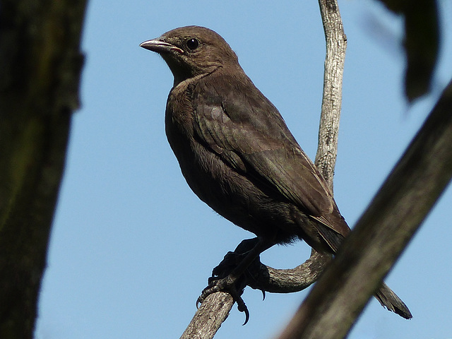 Brewer's Blackbird female