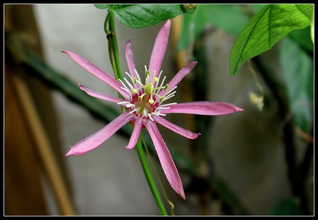 Passiflora sanguinolenta (2)