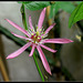 Passiflora sanguinolenta (2)