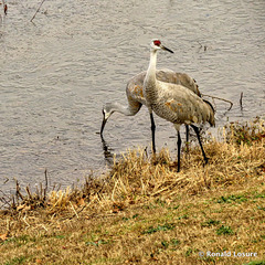 Sandhill cranes - Antigone canadensis