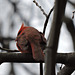 Northern Cardinal