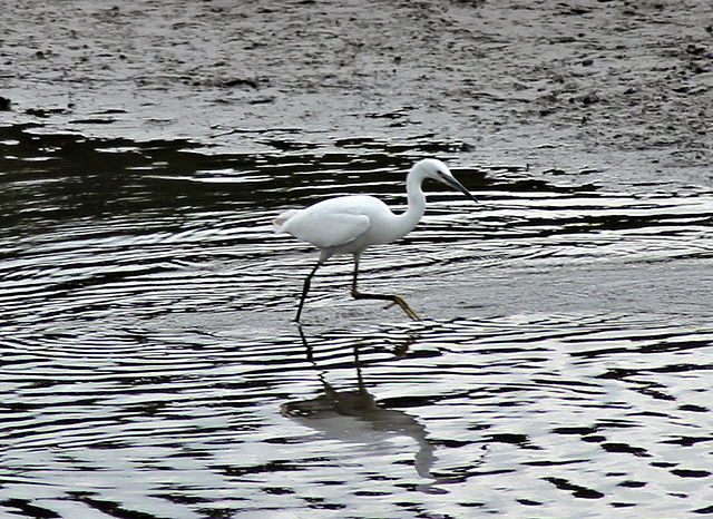 Great Egret