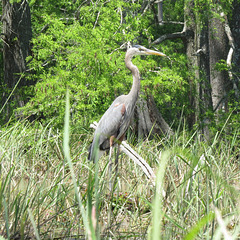 Great blue heron