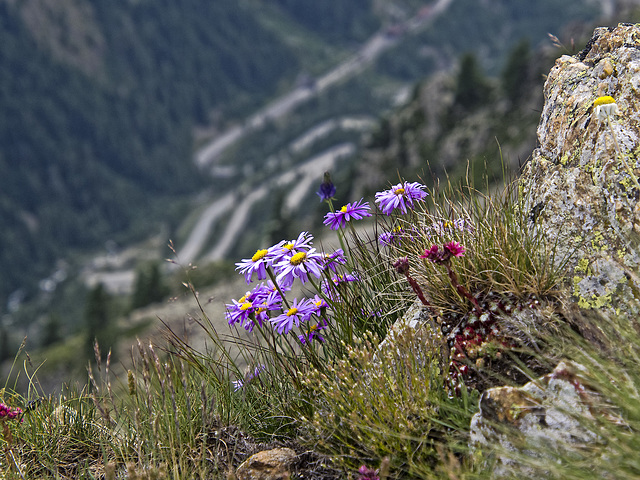 Flowers on the valley that from Colle della Lombarda leads to country of Isola 2000