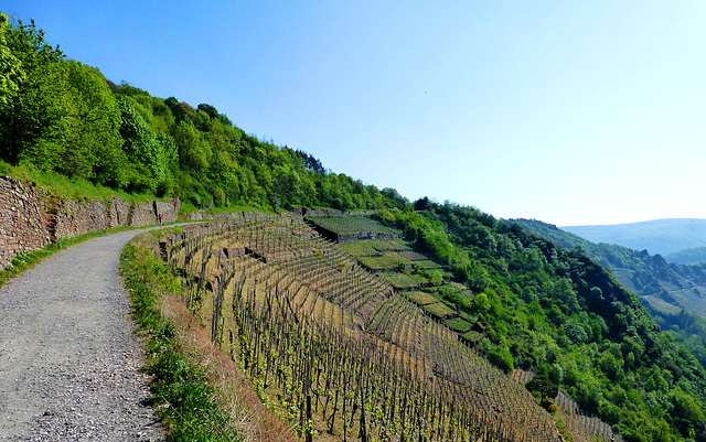 DE - Altenahr - Wein am Altenahrer Eck