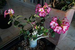 Adenium obesum