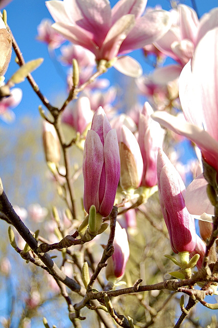Magnolie im Frühjahr