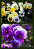 Pansies