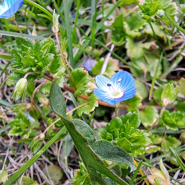 Ehrenpreis (Veronica)