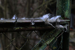 Sur la clôture une touffe de poils de la chatte qui me rend visite . Je n'ose même pas imaginer le saut d'un mâle .