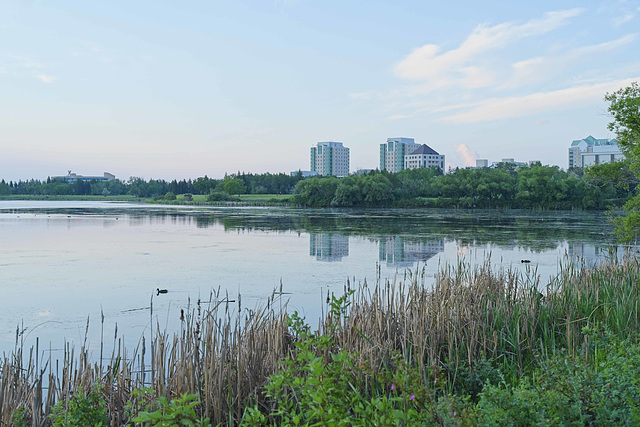 cattails and universities