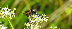 20230810 3781CPw [D~MS] Gefleckte Hausfliege (Graphomya maculata), Rieselfelder Münster