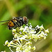 20230810 3781CPw [D~MS] Gefleckte Hausfliege (Graphomya maculata), Rieselfelder Münster