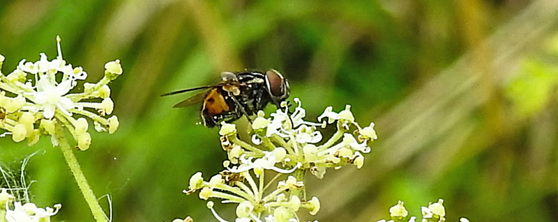 20230810 3781CPw [D~MS] Gefleckte Hausfliege (Graphomya maculata), Rieselfelder Münster