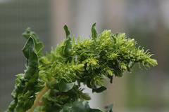 Beta vulgaris subsp. vulgaris (2)