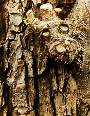 Lebendige Borke (PiP) Lebendige Borke (PiP)