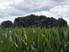 Feld #3