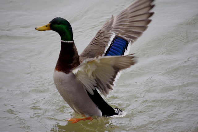 hop le joli canard