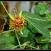 Passiflora 'Sunburst' (1)