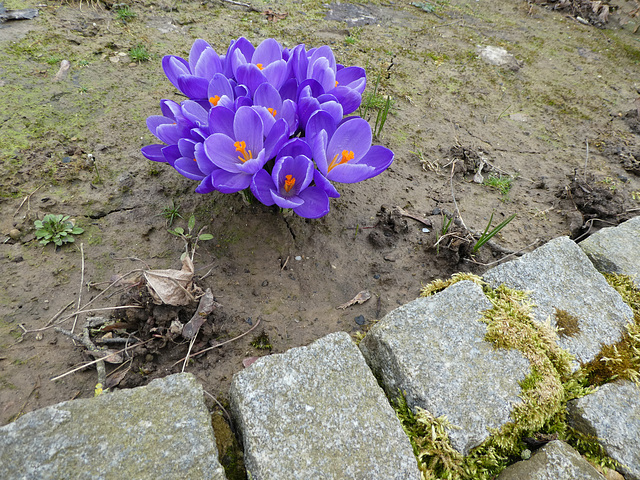 Crocus and the cobble stones...