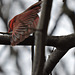 Northern Cardinal stretching