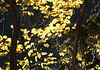 Herbstlaub bei Aumühle/ Sachsenwald