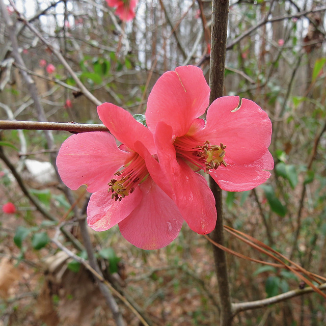 Chaenomelis flowers