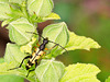 Black and Yellow Longhorn Beetle