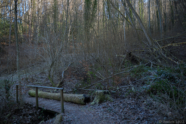 unterwegs zu der Ruine Neuburg (© Buelipix)