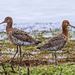 Black tailed godwits